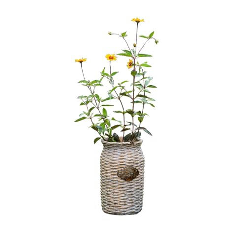 Yofab Pflanztöpfe Pflanzgefäß Gartentöpfe Pflanztöpfe Einzigartige Pflanztöpfe Beton Imitation Weide Gewebter Blumentopf Outdoor Große Pflanzgefäße Garten Dekor von YOFAB