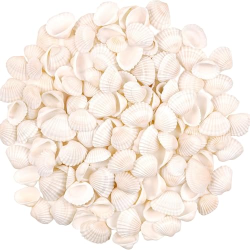 YONGZHIKEJI 300g NatüRliche Muscheln Kleine WeißE Muscheln Bulk Small Sea Shells FüR Heimdekorationen for Decorating Strand Thema Party Kerzenherstellung Dekor Aquarium VasenfüLler Handwerk DIY von YONGZHIKEJI