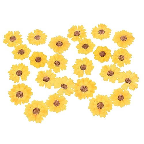 YOSADIER 24stücke Echte Getrocknete Blumen Für Gepresste Gänseblümchen Für Handarbeiten Natürliche Deko Für Handyhüllen Schmuck Und Bastelarbeiten Für Kreative Projekte von YOSADIER