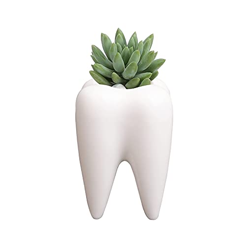 YOUYA DENTAL Sukkulenten-Blumentöpfe, süße Zahnform, weißer Keramik-Pflanzgefäß, Kaktus, Blumentopf, Blumenvase, Kreativer Stifthalter für Büro Zuhaus YOUYA DENTAL Sukkulenten-Blumentöpfe, süße Zahnform, weißer Keramik-Pflanzgefäß, Kaktus, Blumentopf, Blumenvase, Kreativer Stifthalter für Büro Zuhaus von YOUYA DENTAL