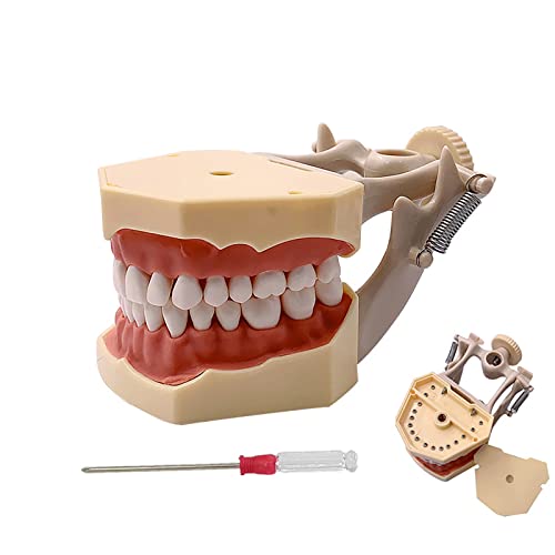 YOUYA DENTAL TM-460 Anatomie Typodont Lernmodell mit 32 abnehmbaren Zähnen für Unterricht und Studium YOUYA DENTAL TM-460 Anatomie Typodont Lernmodell mit 32 abnehmbaren Zähnen für Unterricht und Studium von YOUYA DENTAL