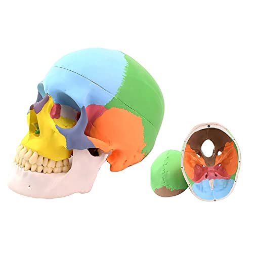 YOUYA Dental Anatomisches Totenkopf-Modell, 3-teiliges didaktisches menschliches Schädel-Puzzle, lebensgroß, farbig, natürliche Größe, Dental-Totenkopf-Modell für bunte, medizinische Anatomie YOUYA Dental Anatomisches Totenkopf-Modell, 3-teiliges didaktisches menschliches Schädel-Puzzle, lebensgroß, farbig, natürliche Größe, Dental-Totenkopf-Modell für bunte, medizinische Anatomie von YOUYA DENTAL