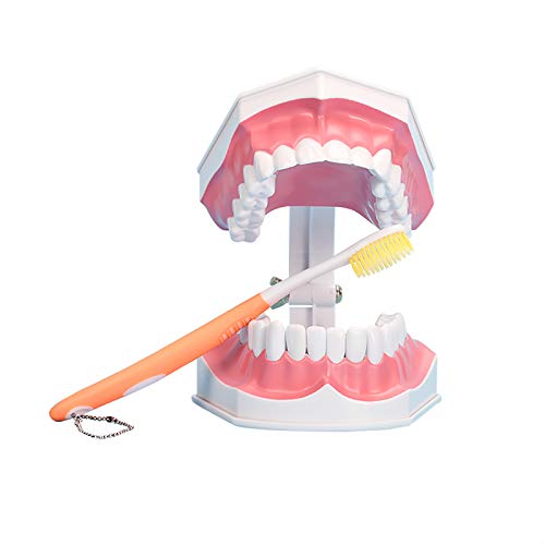YOUYA Dentalzahn-Modell, großes Zahnputz-Modell, mit Zahnbürste und abnehmbaren unteren Zähnen, für Kinder, Mundpflege YOUYA Dentalzahn-Modell, großes Zahnputz-Modell, mit Zahnbürste und abnehmbaren unteren Zähnen, für Kinder, Mundpflege von YOUYA DENTAL