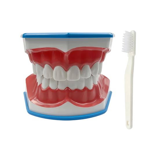YOUYA Zahn-Modell, 2-fach großes Zahn-Modell, Zahnprothesen-Modell mit Zunge für Kinder, Mundpflege von YOUYA DENTAL