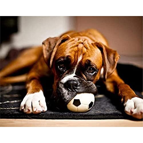 YSCOLOR Diamant Painting 5D Diamant Malerei Kits Boxer Hund Spielt Mit Ball Diy Full Drill Strass Stickerei Bilder Diamond Art Kits Für Erwachsene Geschenk Z1232 30x40cm YSCOLOR Diamant Painting 5D Diamant Malerei Kits Boxer Hund Spielt Mit Ball Diy Full Drill Strass Stickerei Bilder Diamond Art Kits Für Erwachsene Geschenk Z1232 30x40cm von YSCOLOR