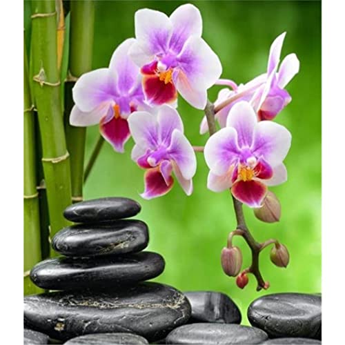 YSCOLOR Diamant Painting 5D Diamant Malerei Zen Vollbohrer Diy Orchidee Stein Stickerei Blume Heimdekoration Voller Runder Diamant 30x40cm von YSCOLOR