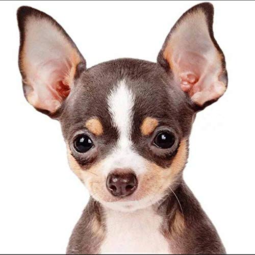 YSCOLOR Diamant Painting 5D Diamant Stickerei Chihuahua Hund 3D Diamant Malerei Nette Welpen Haustier Kreuzstich Mosaik Malerei Strass Dekoration 30X30cm von YSCOLOR