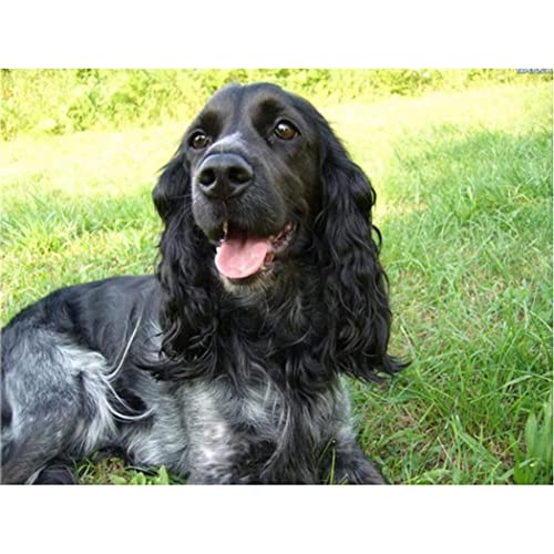 YSCOLOR Diamant Painting 5D Diy Diamant Malerei Kits Schwarzer Cocker Spaniel Mosaik Stickerei Strass Runde Wohnkultur 30x40cm von YSCOLOR