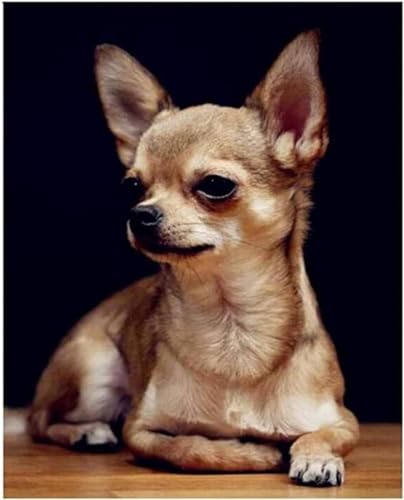 YSCOLOR Diamant Painting Diy 5D Diamant Malerei Kits Rundbohrer Chihuahua Hund Volle Strass Stickerei 30x40cm von YSCOLOR