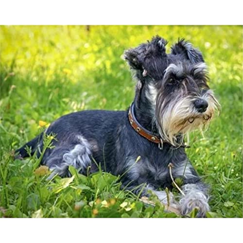 YSCOLOR Diamant Painting Diy 5D Diamant Malerei Schnauzer Hund Vollbohrer Runde Stickerei Diamant Runde 3D Diamant Mosaik Strass Kunst 30x40cm von YSCOLOR