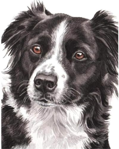 YSCOLOR Diamant Painting Diy Diamant Malerei Border Collie Dog Full Drill Strass Stickerei Bilder Kunsthandwerk Für Wohnkultur 30x40cm von YSCOLOR