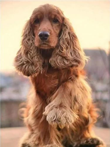 YSCOLOR Diamant Painting Diy Diamant Malerei Britischer Cocker Spaniel Voller Runder Diamant Mosaik Haustier Hund 5D Diy Diamant Stickerei Strass Geschenk 30x40cm von YSCOLOR