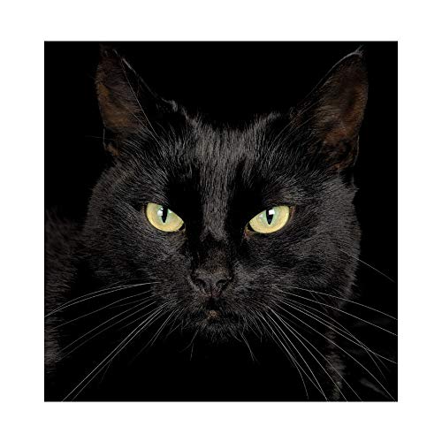 YSCOLOR Diamant Painting Geheimnisvolle Schwarze Katze Diamant Gemälde Kreuzstich Home Wandkunst Dekorationen Stickerei Harz Diamanten Paste DIY Handgemachte Geschenke 30X30Cm von YSCOLOR