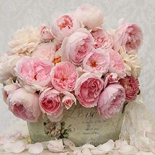 YSCOLOR Diamant Painting Rosa Pfingstrose Blumen Diamant DIY 5D Diamant Malerei Stickmuster Strass Mosaik Hand 3D Volle Perle Hobby 30X30Cm von YSCOLOR