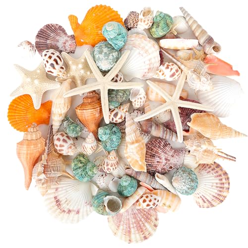 YSWOVUO Gemischt 10 Arten Ozean Muscheln und 3 Arten Seesterne, Natürliche Muscheln mit Aufbewahrungsbox, Ungebohrt Muscheln Deko für Armbänder, Vase Füllstoffe, Fisch Panzer, DIY Kunsthandwerk von YSWOVUO