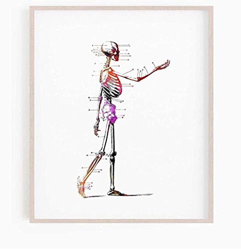 YTYTOO Premium Poster,Aquarell Skelett Druck Physiotherapie Druck Menschliche Knochen Anatomie Kunst Skelett Poster Orthopädischer Chirurg Geschenk Dekor 42X60Cm,Fotoposter Wanddeko von YTYTOO