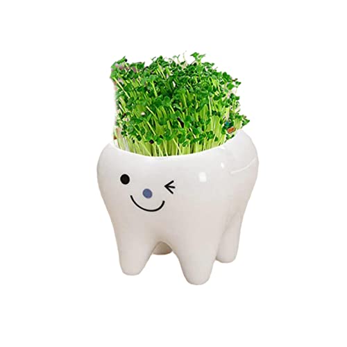 YUANstore 1 x Zahnform Topf Bonsai Keramik Blumentopf DIY Kleine Balkon Dekorationen Sukkulenten Pflanzen Weiße Sukkulenten Töpfe von YUANstore