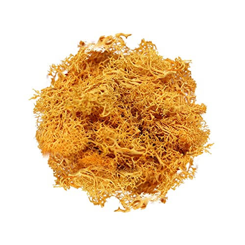 YUGHGH Weidenherz Groß Topfpflanzen Gartendekoration unsterblich natürliches trockenes Moos Hochzeit Pflanze Handwerk floraler Hintergrund Dekoration Moos unsterblich gefälschte (Q, One Size) von YUGHGH