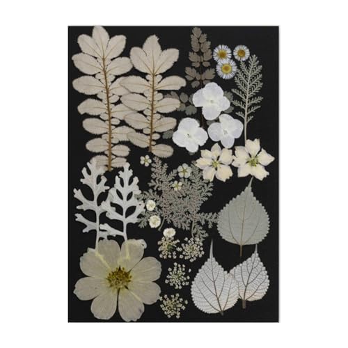 YUGSHNKFC Pressed Blumenkunsthandwerksverschmutzung Vorräte Für Handgefertigte Lesezeichen Kerzenschmuck Machen Scrapbooking Scrapbook Verzierungen YUGSHNKFC Pressed Blumenkunsthandwerksverschmutzung Vorräte Für Handgefertigte Lesezeichen Kerzenschmuck Machen Scrapbooking Scrapbook Verzierungen von YUGSHNKFC