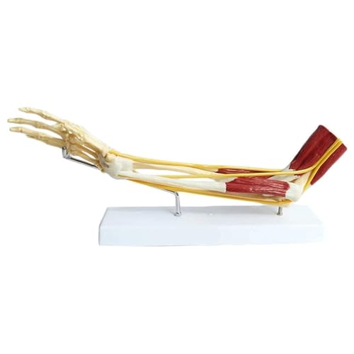 Anatomisches Knochenmodell der oberen Extremität, Muskel-Nerven-Band-Modell, Muskelansatz- und Ursprungspunkte for das Studium der menschlichen Anatomie von YUIHATF