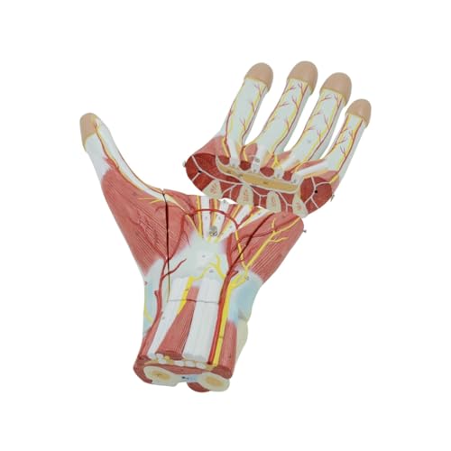 Anatomisches Modell des menschlichen Muskels, abnehmbares Modell for Handmuskel, Nerven und Blutgefäße, Lehrmodell for Laborgeräte, Ornament Anatomisches Modell des menschlichen Muskels, abnehmbares Modell for Handmuskel, Nerven und Blutgefäße, Lehrmodell for Laborgeräte, Ornament von YUIHATF