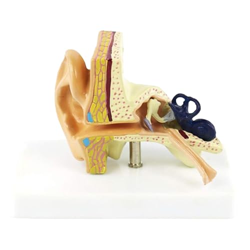 Anatomisches Modell des menschlichen Ohrs im Maßstab 1:1, lebensgroßes Hörsystem aus Silikon/PVC mit Display-Basis for die medizinische Ausbildung von YUIHATF