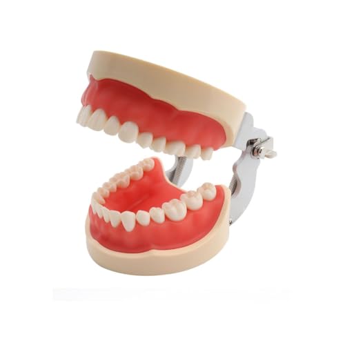 Dentales Standardmodell mit 32 abnehmbaren Zähnen. Anatomisches, verschraubtes Zahnmodell weichem Zahnfleisch und Artikulator von YUIHATF