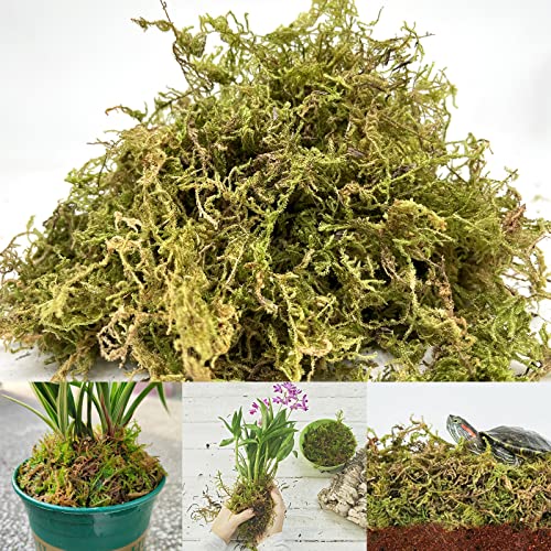 YUNSTK 315g Natürliches Sphagnum Moos, Moos Deko Erhöhung der Luftfeuchtigkeit, Moos aus kontrolliertem Anbau ideal für Orchideen und Bonsai, Getrocknetes Moos für Bequem Reptilien Lebensraum von YUNSTK