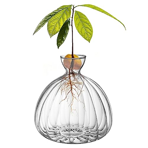 Glas Avocado Baum Blumenvase, Avocado Baum Anbau Kit, Avocado Samen Starter Vase Topf, Avocado Pflanze Hydrokultur Vase Geschenk für Gartenliebhaber von YWNYT