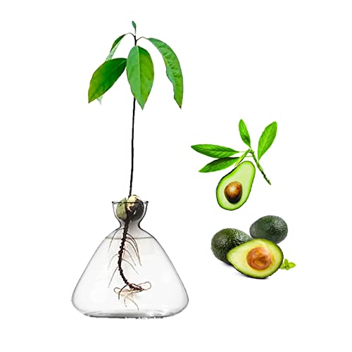 YWNYT Avocado Seed Starter Vase, Avocado Seed Sprout Starter Avocado Vase Pot for Growing Planter, Avocado Tree Growing Kit Glass Vases Seed Plant Vase Gift for Gardening Lover YWNYT Avocado Seed Starter Vase, Avocado Seed Sprout Starter Avocado Vase Pot for Growing Planter, Avocado Tree Growing Kit Glass Vases Seed Plant Vase Gift for Gardening Lover von YWNYT