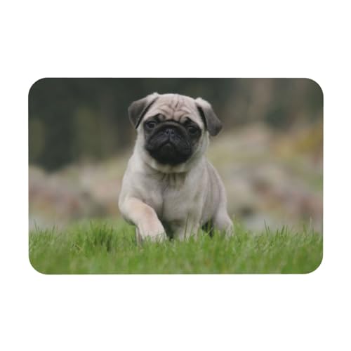 YWSOTRE Mops Bokeh Welpen Hunde Rasen Haustiere Mops,Bodenmatte Kieselgurmatte saugfähig rutschfest Badvorleger 40X60cm von YWSOTRE