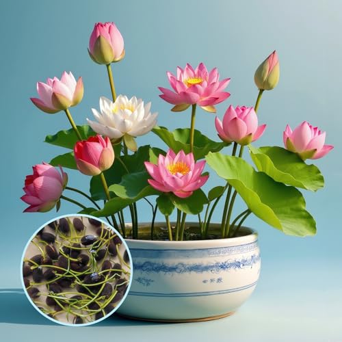 50 verschiedenfarbige Lotus Samen, geöffnet und Leichter zu überleben,Schalenlotus Samen winterharte pflanzen für Garten, Pflanzen Kräuter Samen.Nicht-GM-Lotusamen，Für Wohnung & Garten Deko von YYAQZD