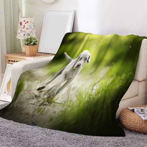YZQGLHP Decke Grasland Kuscheldecke Weimaraner Decken Wald Ueberwurfdecke 100x130 cm Flauschig Flanell Wohndecke als Sofadecke Reisedecke Ganzjahresdecke von YZQGLHP