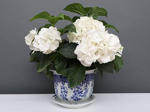Yajutang China Porzellan Blumentopf Blau-Weiß mit Schmetterling Ø 33cm von Yajutang