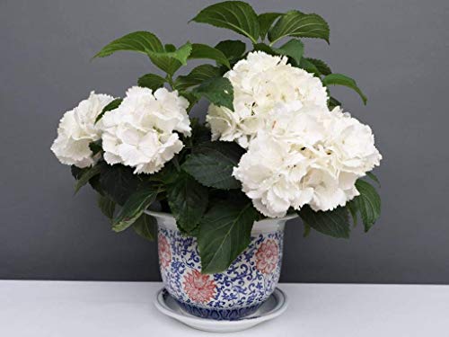 Yajutang China Porzellan Blumentopf Blau-Weiß mit roten Blumen Ø 24cm … von Yajutang
