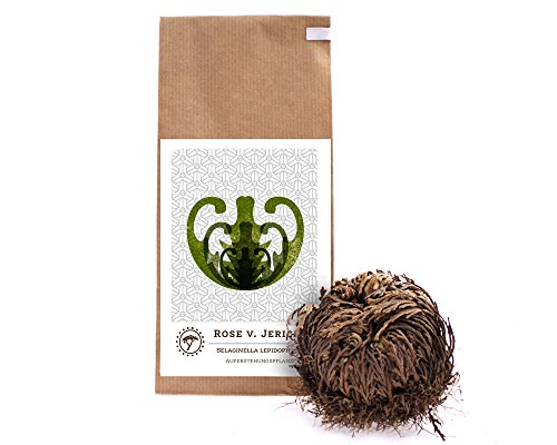 YAKEBA | Rose von Jericho | Klein | Selaginella lepidophylla | Papiertüte | Perfekte Indoor Deko Pflanze als Terrarium Zubehör oder für Ihr Flaschengarten Glas… YAKEBA | Rose von Jericho | Klein | Selaginella lepidophylla | Papiertüte | Perfekte Indoor Deko Pflanze als Terrarium Zubehör oder für Ihr Flaschengarten Glas… von YAKEBA