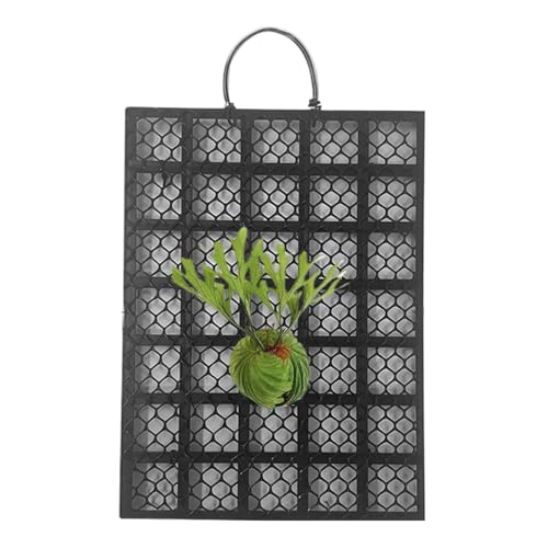 Yanayi Staghorn Farn Wandhalterung - Geweihfarn Präsentations Wandhalterung Rahmen | Für Balkon Terrasse Wohnzimmer Innenbereich Und Außenbereich Yanayi Staghorn Farn Wandhalterung - Geweihfarn Präsentations Wandhalterung Rahmen | Für Balkon Terrasse Wohnzimmer Innenbereich Und Außenbereich von Yanayi