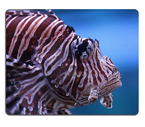 (Maus - Pads) Y011 Naturkautschuk - Gaming Mouse Pad Mousepad hellbraunen Streifen Fische Unter Wasser PM011982 Verkauf von YANTG nahaufnahme von Artist Unknown