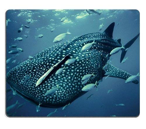 Yanteng MP1237 Marine Tierwelt Wal unter Wasser von Wal - Schloss Mousepad Stahl von Yanteng