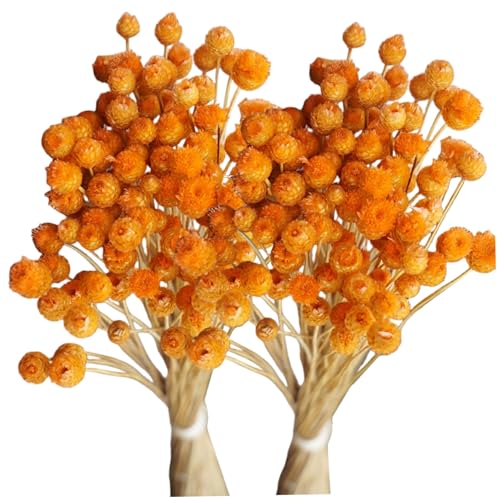 2pcs orange getrocknete Blumen Bouquet, 15, 8 Zoll echte getrocknete Blumen mit Stielen für Vase Home Office Hochzeit Tisch Herzstück DIY Decor mit Stielen 2pcs orange getrocknete Blumen Bouquet, 15, 8 Zoll echte getrocknete Blumen mit Stielen für Vase Home Office Hochzeit Tisch Herzstück DIY Decor mit Stielen von Yaoliucp
