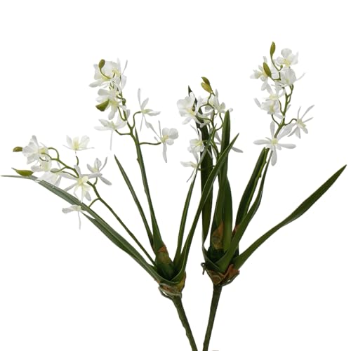 Yaoliucp 2pcs Cymbidium Orchide von Yaoliucp