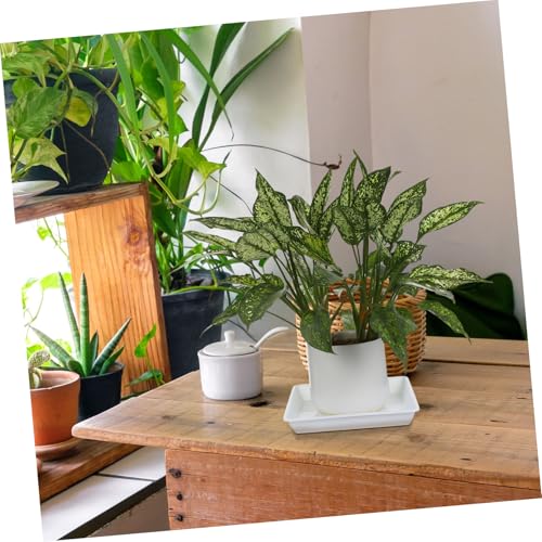 Yardenfun 10 Stück Teiliges Quadratische Pflanzuntersetzer Hitzebeständigem Kunststoff Robuste Abtropfschalen für Pflanzen mit Ablaufloch Weiß für Garten und Innenbereich Yardenfun 10 Stück Teiliges Quadratische Pflanzuntersetzer Hitzebeständigem Kunststoff Robuste Abtropfschalen für Pflanzen mit Ablaufloch Weiß für Garten und Innenbereich von Yardenfun