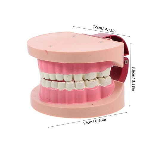 Yardenfun Realistisches für Grundschulwissenschaft Pädagogisches Robustes Zahnpflege modell für Kindgerechte Experimente und Anschauliches Lernen der Mundgesundheit Yardenfun Realistisches für Grundschulwissenschaft Pädagogisches Robustes Zahnpflege modell für Kindgerechte Experimente und Anschauliches Lernen der Mundgesundheit von Yardenfun