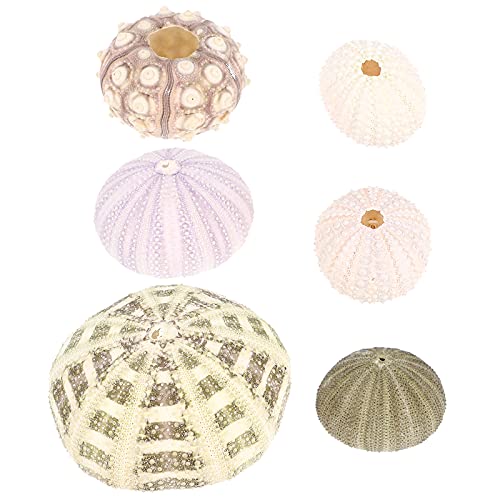 Yardwe 6 Stücke Seeigel Ornamente Natürliche Muscheln Deko Terrarien Pflanzen Vase Füllstoff Aquarium Ornamente für Zuhause Garten Fischtank Handwerk Strand Dekoration von Yardwe