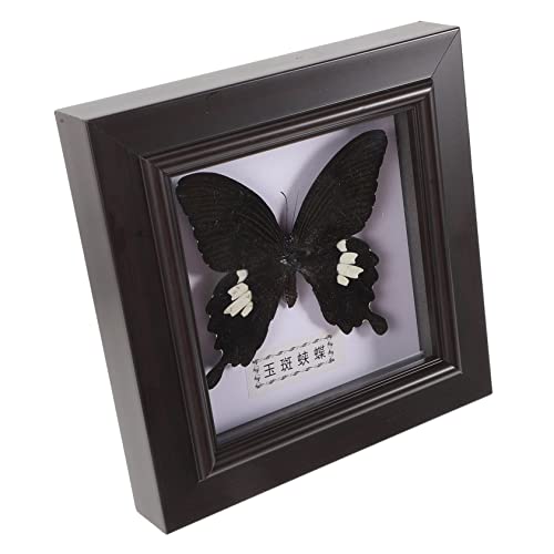 Yardwe Taxidermie Schmetterling, aus Holz und Acryl, Echter Schmetterling im Rahmen, Perfekt für Wohnzimmer, Flur Oder Als Geschenk für Sammler Yardwe Taxidermie Schmetterling, aus Holz und Acryl, Echter Schmetterling im Rahmen, Perfekt für Wohnzimmer, Flur Oder Als Geschenk für Sammler von Yardwe