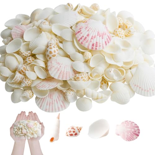 YceLon Muscheln Zum Basteln, 250g Natürliche Muscheln Deko Kleine Muscheln Für DIY Kunsthandwerk, Hochzeitsdeko, Aquarium Gestaltung, Mischung Aus Verschiedenen Muschelarten, 2-5 cm Größe von YceLon