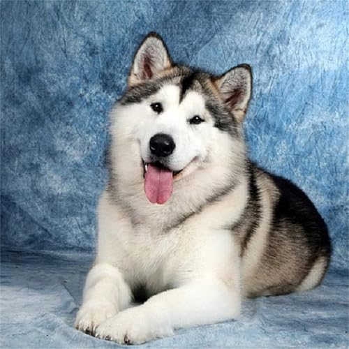 Yeecer Husky Hund Diamond Painting für Erwachsene,5D Tier Diamant Painting Bilder,DIY Runder Diamanten Malerei Set Stickerei Kreuzstich Geschenke für Home Wand Dekoration 100x100cm Yeecer Husky Hund Diamond Painting für Erwachsene,5D Tier Diamant Painting Bilder,DIY Runder Diamanten Malerei Set Stickerei Kreuzstich Geschenke für Home Wand Dekoration 100x100cm von Yeecer