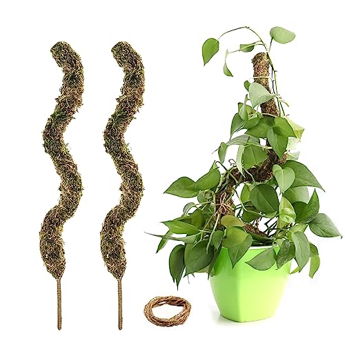 Pflanzenstütze Pflanzen Moosstab 2Stück 80cm, Monstera Rankhilfe Plant Stake Pflanzstab Kokosstab Kletterpflanzen Natürlicher Kokosstab für Kletterpflanzen von Yeeteesy