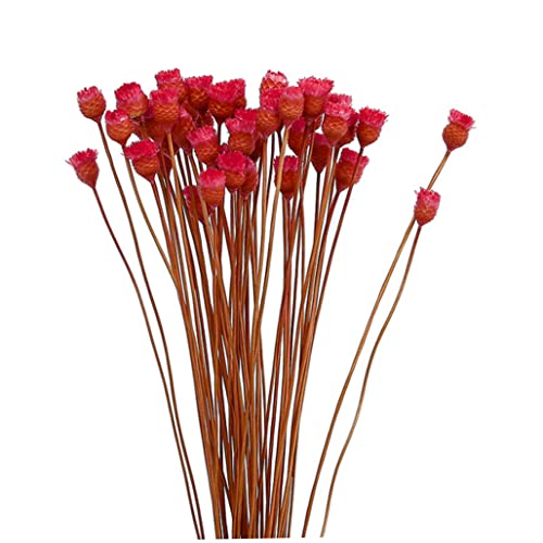 Getrocknete Daisy Bouquet natürliche trockene Blüten Dekoration in Vase Tisch Florale 50 Stängel Rote, natürliche trockene Blüten von Yeory