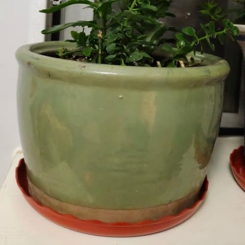 Wasserspeicherung Blumentopf Tablett 10er Set Praktische Lösung für Innen und Außen Gartenarbeit (Rot) von Yhenlovtt